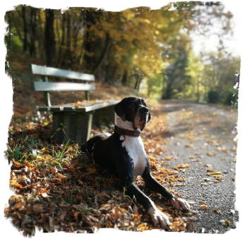 B�rwolf Nadine 20171017_075209 (2)