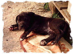 C-Wurf_131__2_