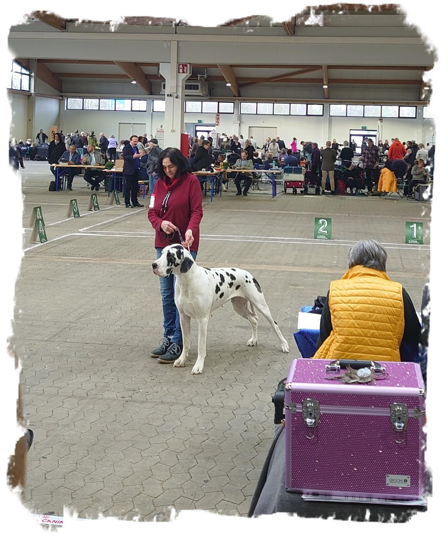 CACIB 2024 Kassel Son.4 (2)
