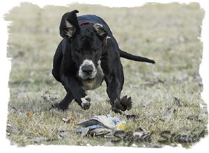Candy_als_Windhund2__3_