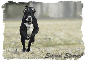 Candy_als_Windhund__3_