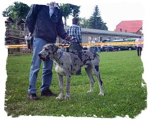 D-Wurf_246__2_