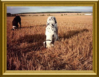 Algemeine_Bilder_016__2_