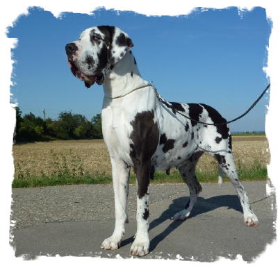 Gl�ckchen (2)