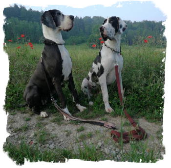 Hesse Mandy 20180628_145630 (2)