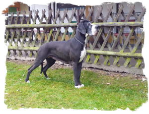 Hunde allgemein 014 (2)