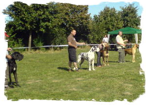 Hunde_allgemein_140__3_