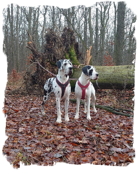 L und K5 (2)