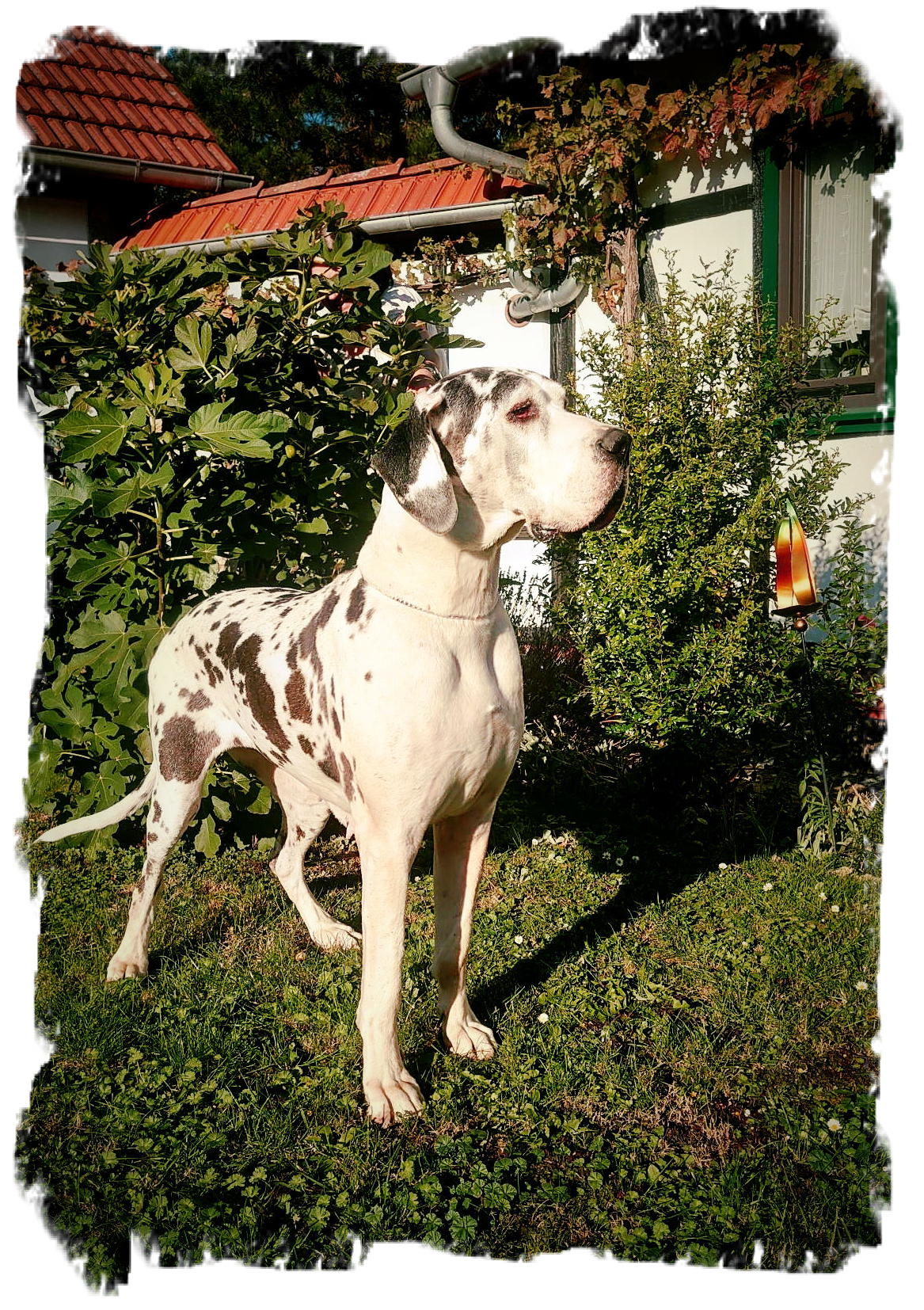 Kylie 9 Jahre (5)