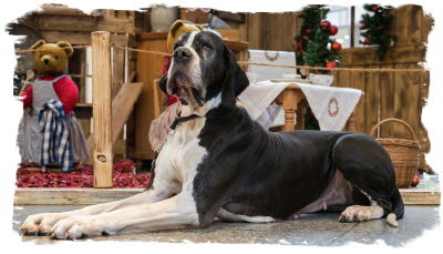 2017_12_17_DDC-Weihnachtsmarkt_MG_3284 (2)