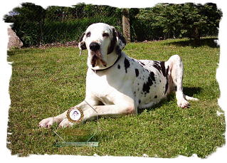 Hunde_allgemein_243__2_