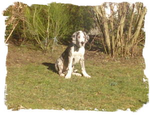 Inola (2)