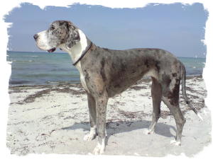 Ostsee_stehend__2_