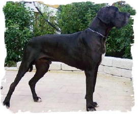 Wesiro__3_