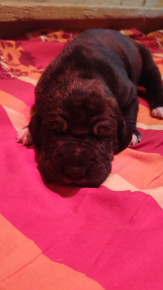 polly 1 Woche