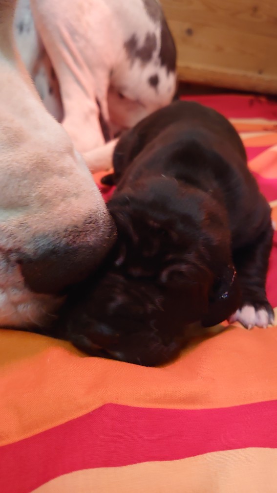 polly 1 Woche4